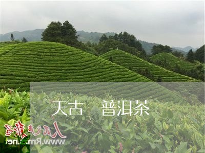 天古 普洱茶/2023042737627